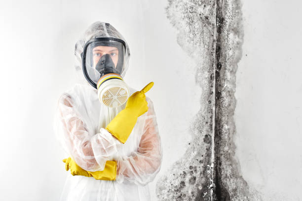 Why You Should Choose Our Mold Remediation Services in Wildewood, MD